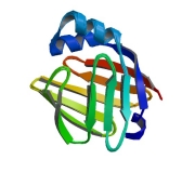 H-FABP Recombinant Protein, Human Fatty Acid-Binding Protein (Part H-FABP-1mg)